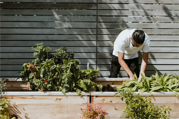 Benefits of becoming a gardener ― how daily labour improves mental clarity