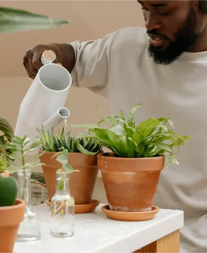 Houseplant hydration: the art of watering your indoor greenery