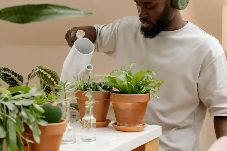 Houseplant hydration: the art of watering your indoor greenery